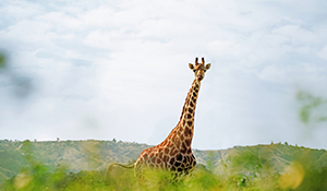 13/14/20/28 Tage AIDAblu inkl. Flüge